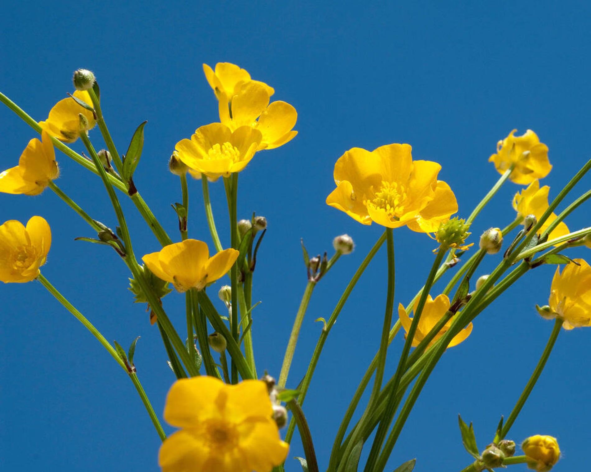 Yellow flowers against a clear blue sky